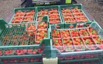 10 PÕNEVAT fakti armastatud maasikate kohta millest sa tõenäoliselt midagi ei teadnud